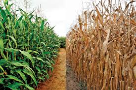 Climate Resistant Crops Tractor Ranch Company Phoenix, AZ (602) 699-5300