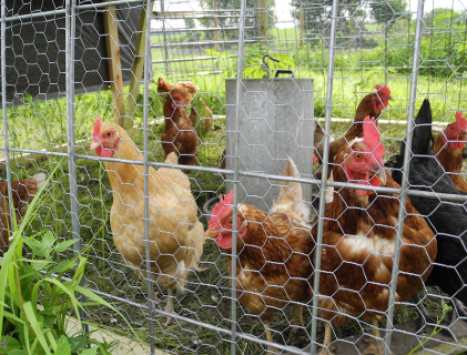 Raising Healthy Chickens Tractor Ranch Company Phoenix, AZ (602) 699-5300