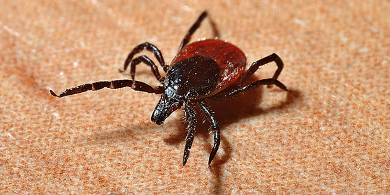 Low Dose Naltrexone for Lyme Disease The Compounding Center