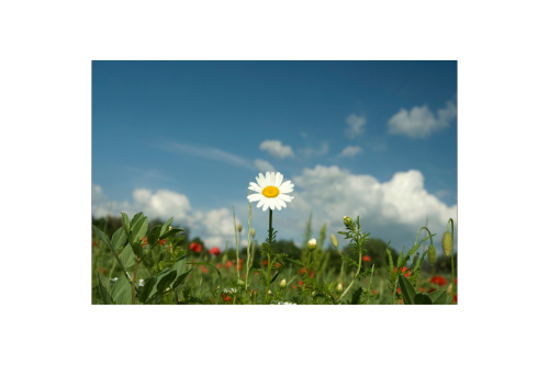 Spring is Here, Time to Get Your Yard Ready