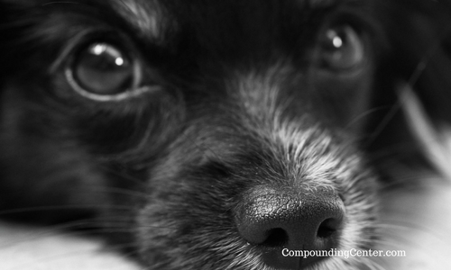 New Compounded Drops Help with Dry Eye in Dogs