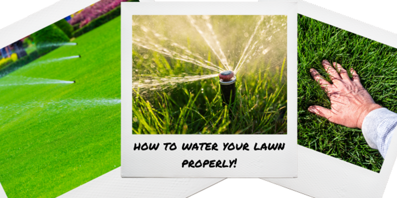How to properly water your lawn to get the best lawn ever!