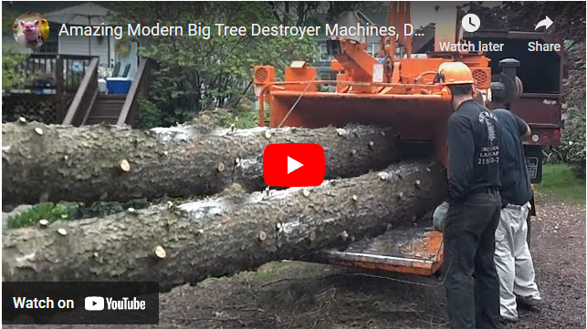 Modern Tech Tree Destroyers Tractor Ranch Company Phoenix, AZ (602) 699 ...
