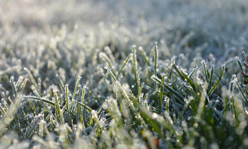 The Ins & Outs of Winter Lawn Care