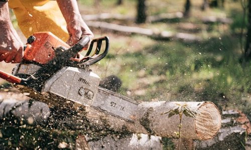 well oiled Stihl chainsaw cutting tree branch