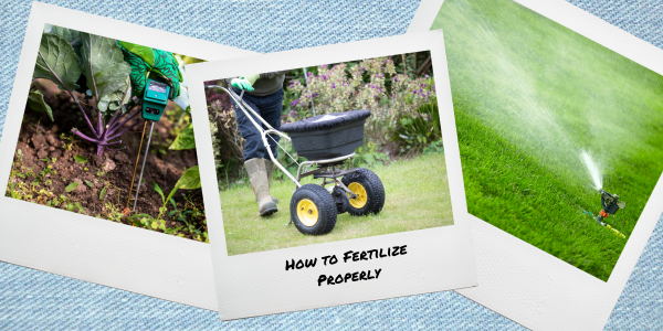 How to fertilize your lawn properly. A step-by-step plan.