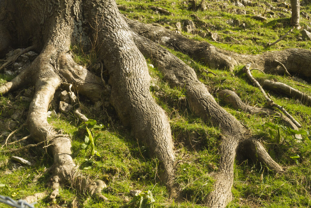 What Can You Do About Exposed Tree Roots? Bill's Outdoor Power Red Lion
