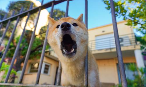 dog barking through metal fence