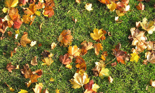 A grass lawn in need of fall lawn care